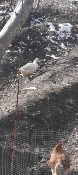 Ок урдак сотилади