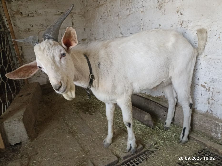 Козлы Нубийские продам
