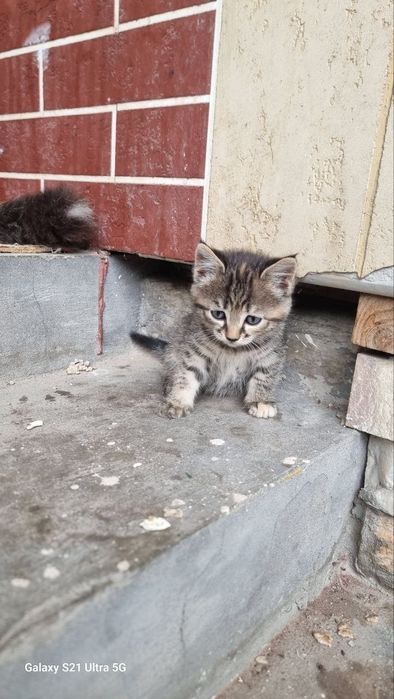 Отдам даром 3 кошки на хороший руки