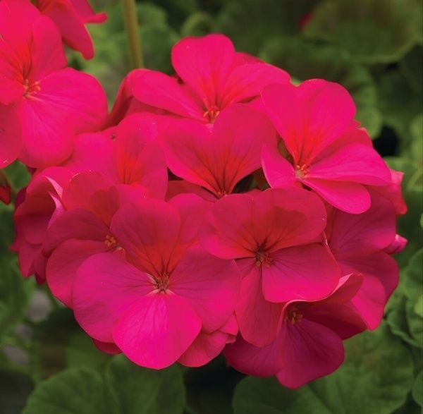 Пеларгония. Герань