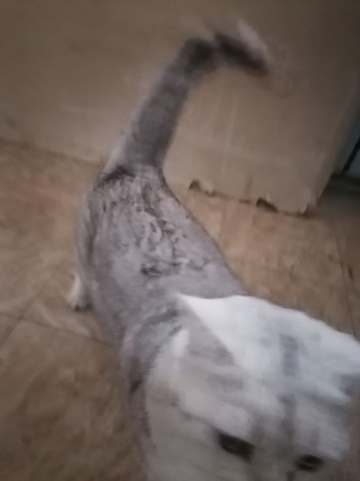 Кошка породистая шатланская