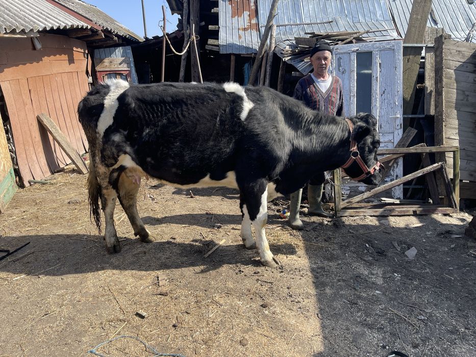 Vand vaca in varsta de 4 ani gestanta in 6 luni