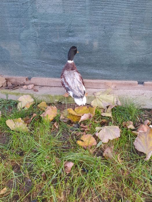 Vand pitica olandeza