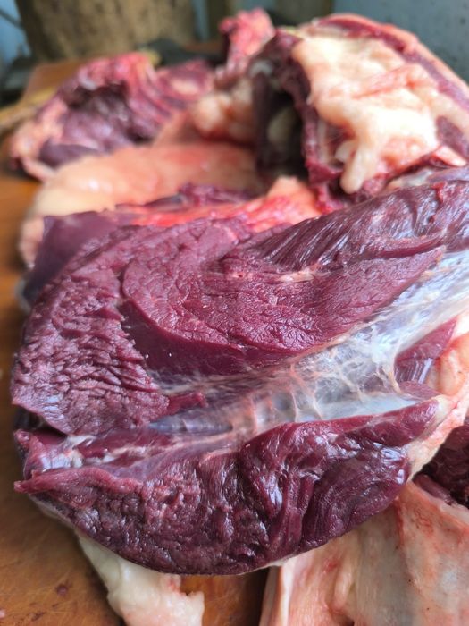 Соғым жылқы еті ертең сойылады