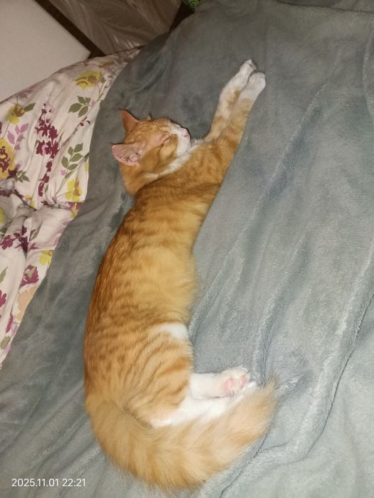 Отдам кошку 5 месяцев