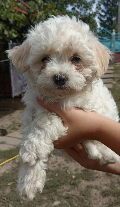 Spre adoptie catei bichon
