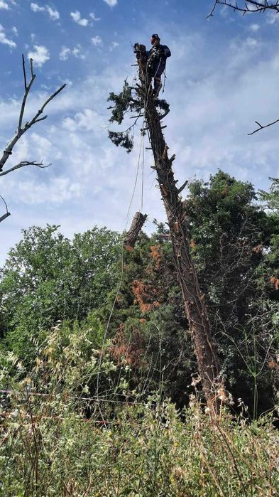 Премахване на опасни дървета Кастрене по алпинистки метод. Арборист.