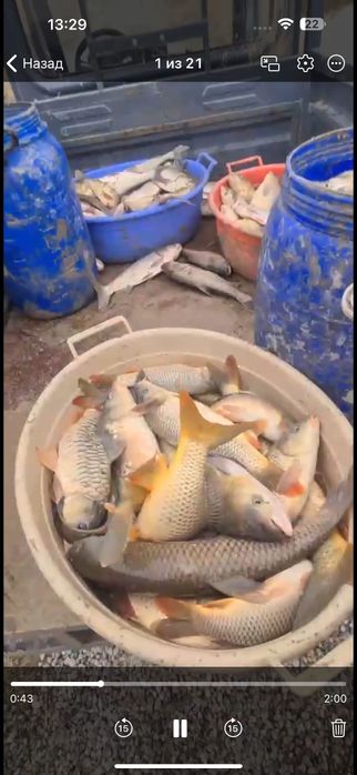 Рыбалка, сазан, свежий воздух