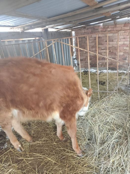 Обменяю быр жасар ургашы