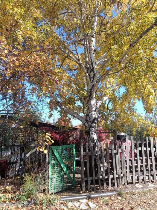 Прожам дачу на СПП