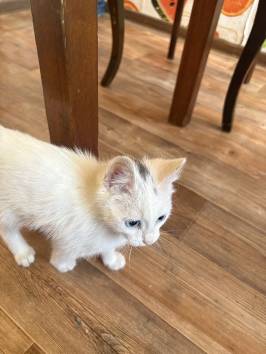 Белый котенок 2,5 мес