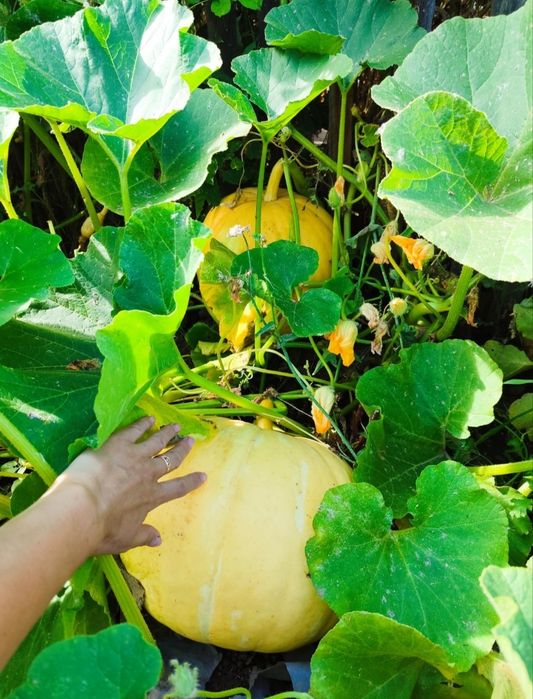 Продам домашнюю тыкву, лечо, икра кабачковая, свекольная.