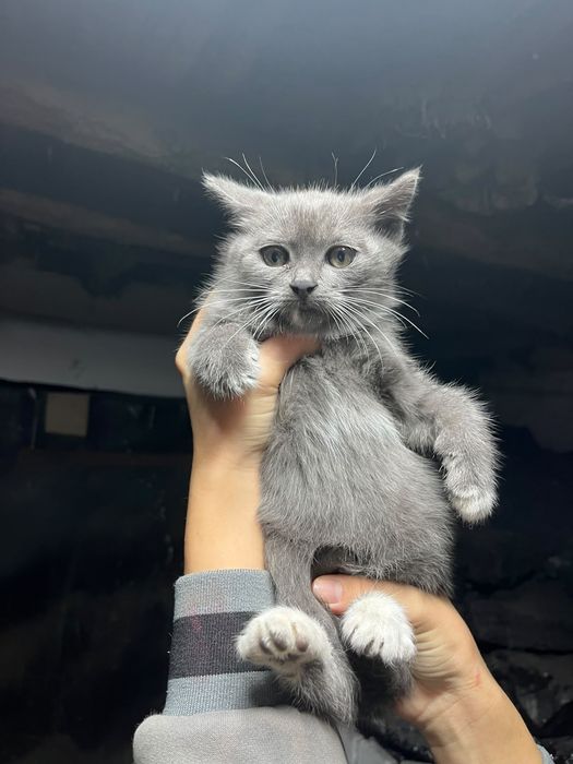 Продам котят  1,5 месяца