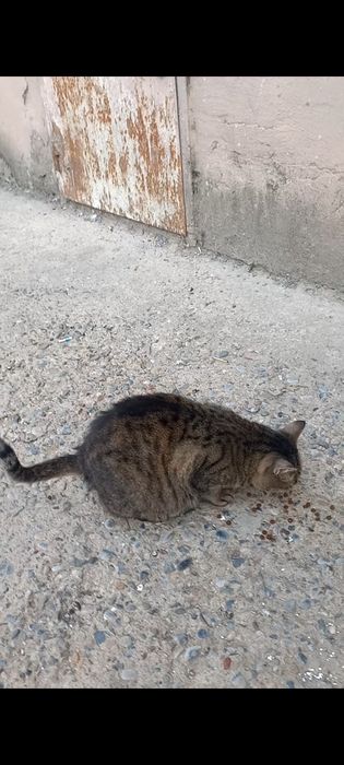 Вислоухая белая кошка