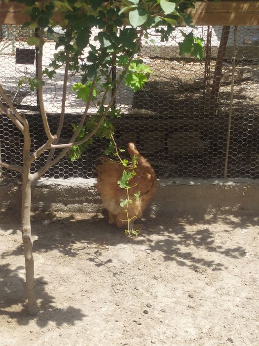 Брама зотли товуклар сотилади