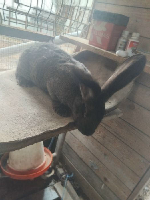 Vănd urias german gri .gri fier .cincilea tineret și mame