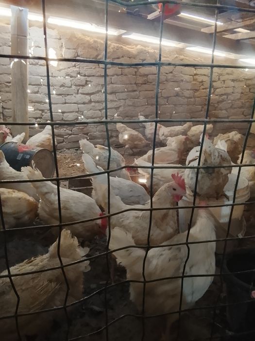 Oq tovuqlar sotilad hamasi tuxumda bu yili tuxumga kirgan tovuqlar