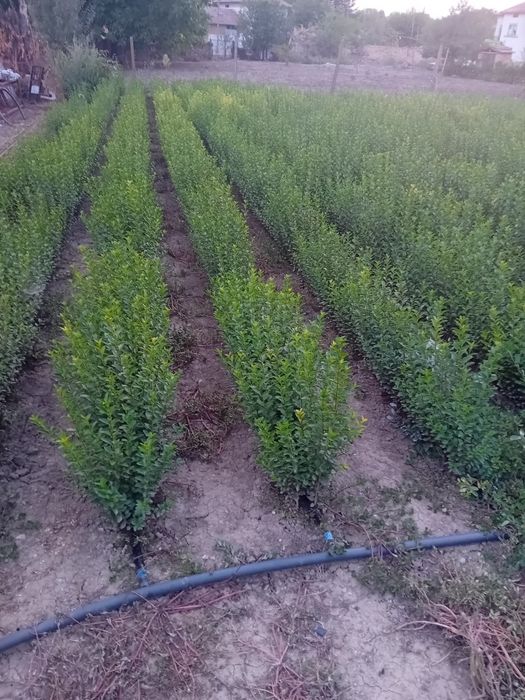 Лигуструм на гол корен