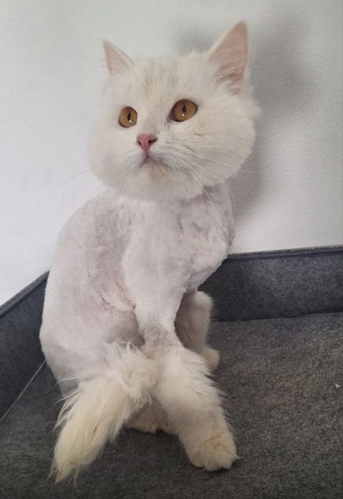 Кошечка девочка 6 мес