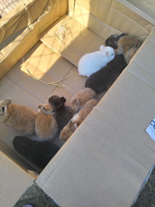 Disponibil Rex pitic,Rex, cap de leu pui mai multe culori