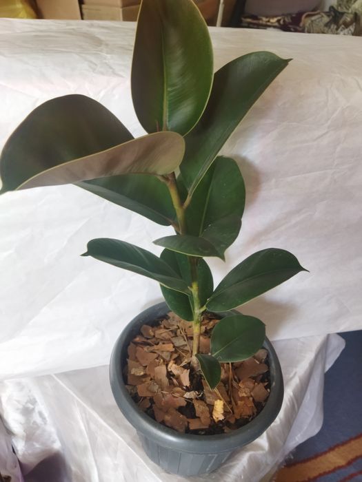 Комнатные цветы красивые