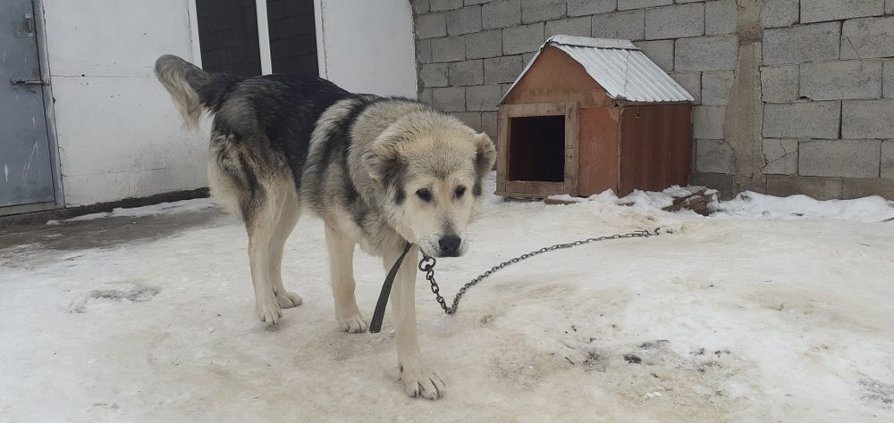 Обмен жасалмайды..