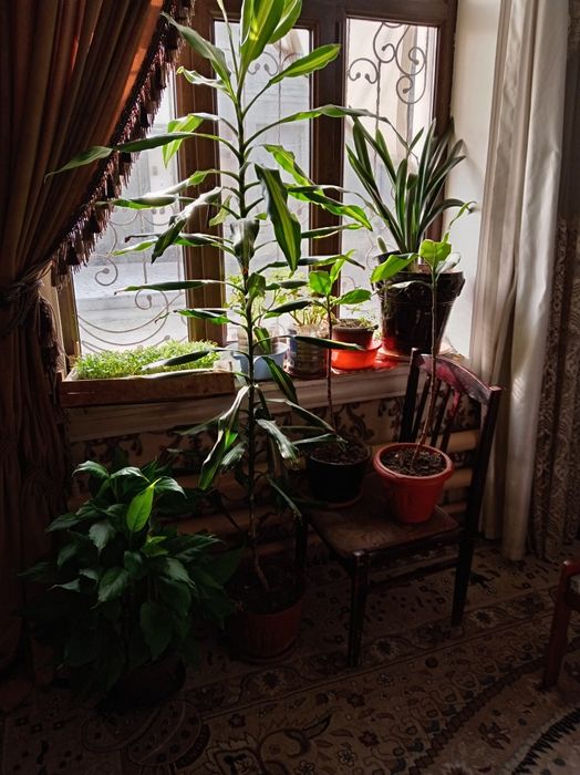 Продаю комнатные декоративные цветы. Ofis uchun tuvakda gul sotiladi