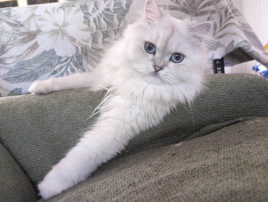 Мъжки котарак за Разплод
