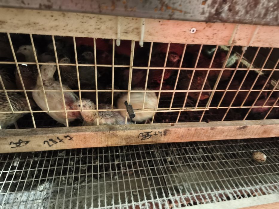 Пъдпъдъци Манджурски, Фараон