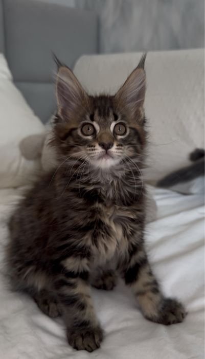 Котята породы Мейн-кун