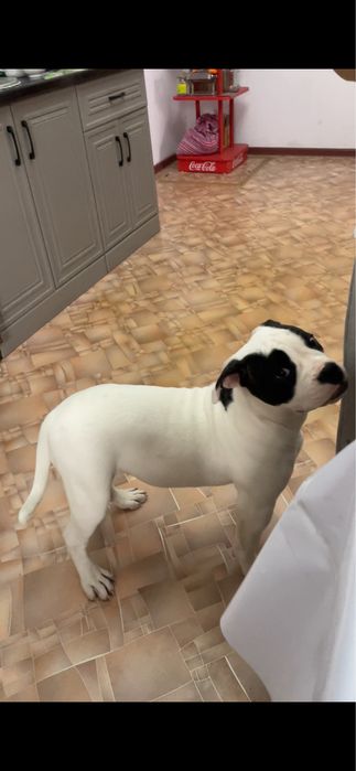 Пропала собака! Есть вознаграждение