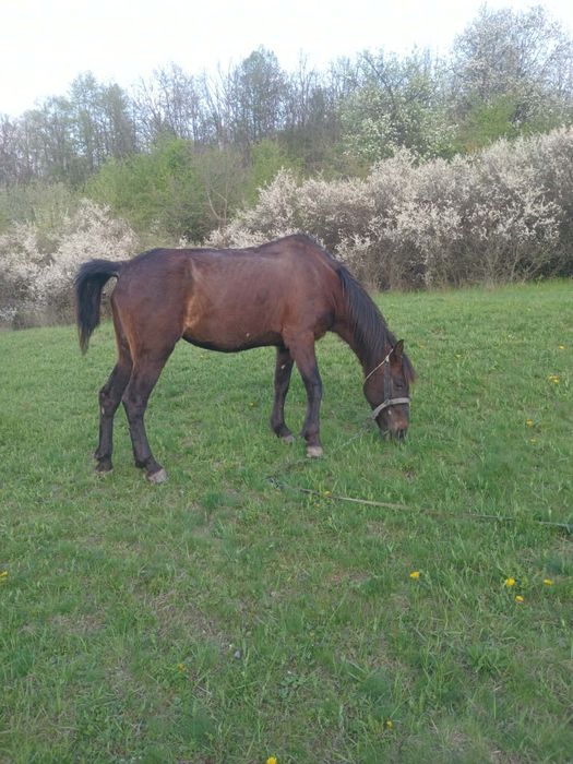 Iapă de 8 ani de vânzare