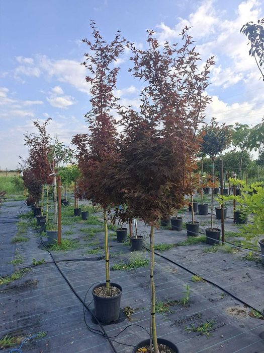plante si seminte