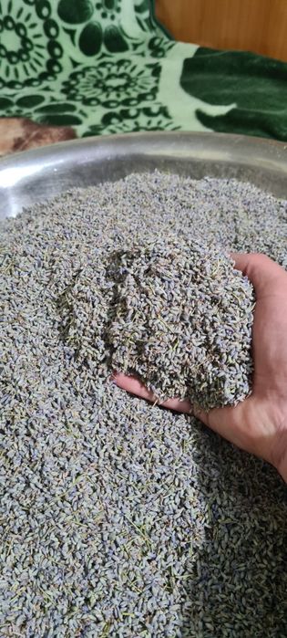 Floare de lavanda uscata  ( intermedia groso)  si ulei de lavanda .