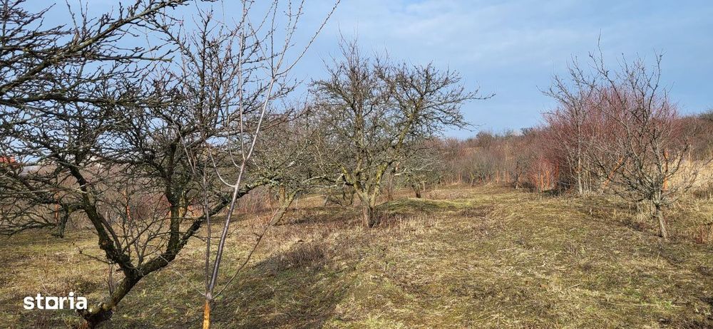 Teren Intravilan 43Ari zona Ortelec-Zalau intre case 4800eur/ar
