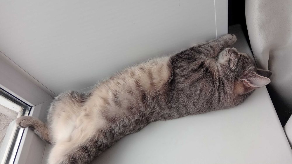 Отдам кошку в добрые руки