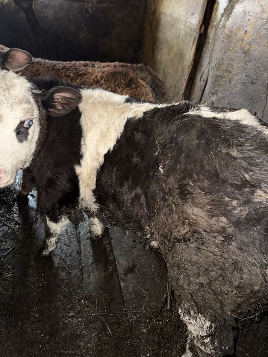 Vand vitea albastru belgian