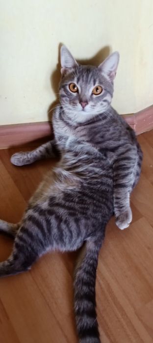 Отдаю двух котов в добрые руки