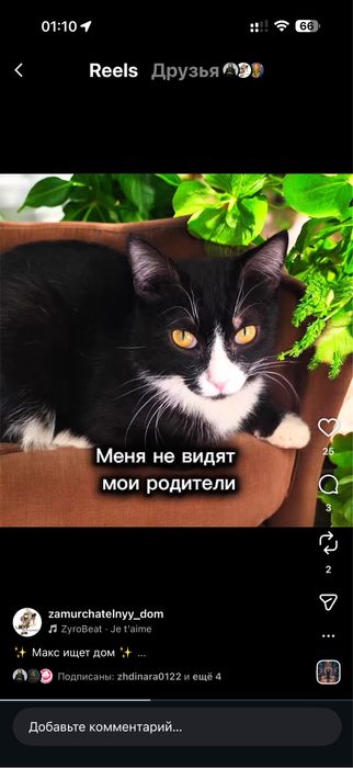 Котик МАКС ищет семью.6 месяцев