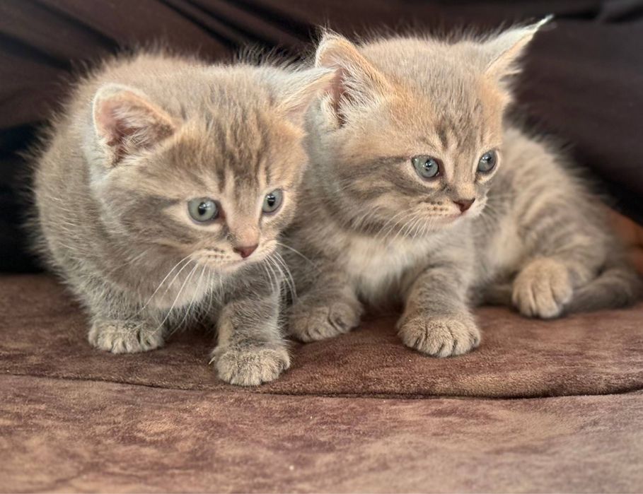 Mushukchalar Onasi bilan birga