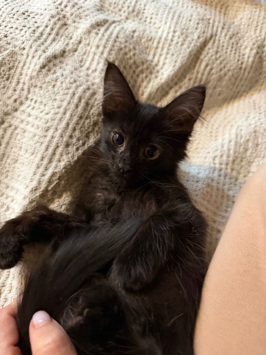Отдам котенка мальчик
