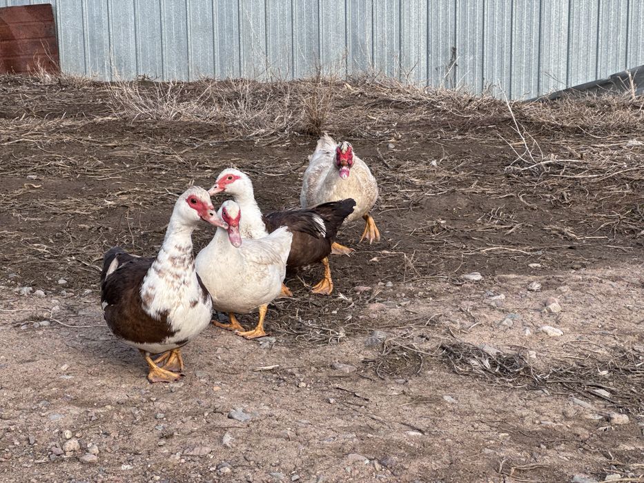 Индоутки семья 3 самки 1 самец