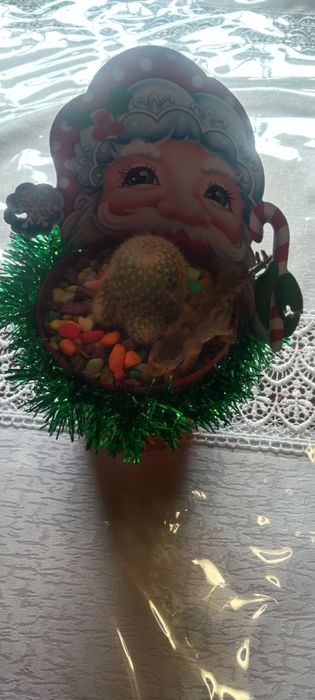 Кактусы и сукулент новогодние подарки
