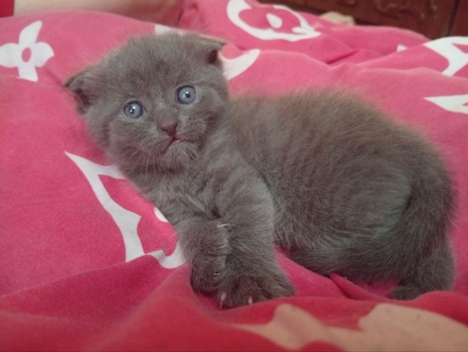 Продаются котята