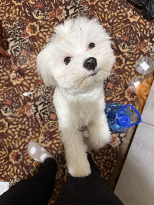 Ищем кобеля для случки