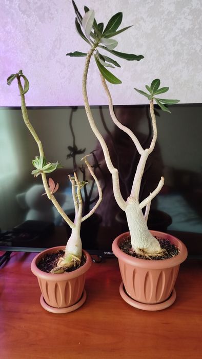 Продам взрослые  Адениумы