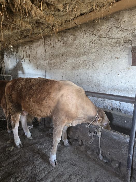 Бұқа, бұзау, Тайынша, буқа