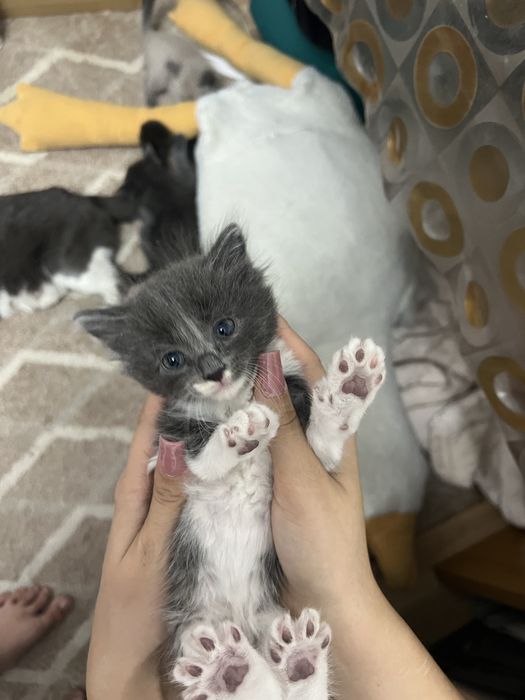Котята в добрые руки
