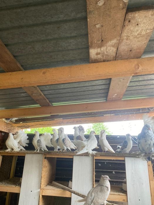 Porumbei de vânzare