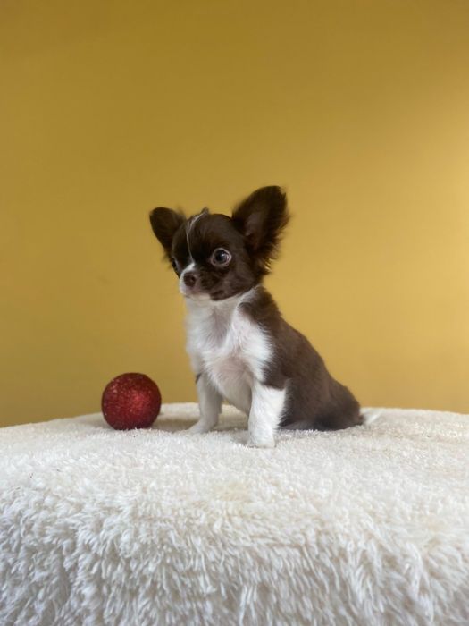 Дългокосместо чихуахуа